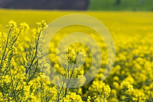 Canola Fields. Beautiful yellow flowers.