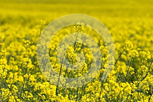 Canola Fields. Beautiful yellow flowers.