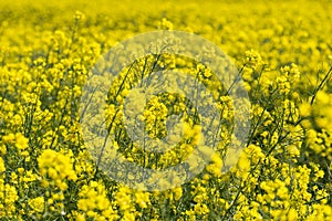 Canola Fields. Beautiful yellow flowers.