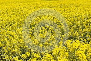 Canola Fields with blue sky.