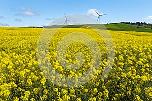 Canola Fields with blue sky.