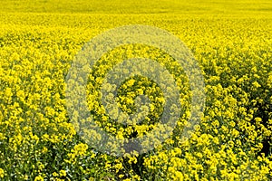 Canola Fields with blue sky.