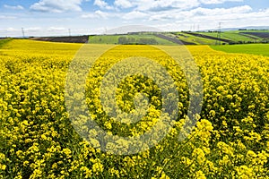 Canola Fields with blue sky.