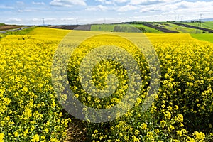 Canola Fields with blue sky.