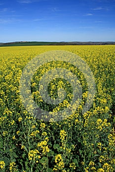 Canola fields and blue sky landscape