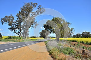 Canola Fields in Country NSW