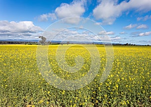 Canola Fields Cowra NSW Australia