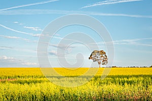 Canola fields landscape with pretty blue sky