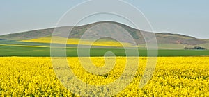 Canola fields