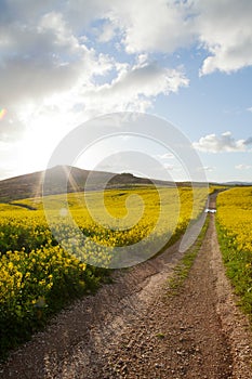 Canola fields in late afternoon sunlight