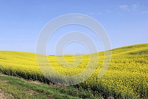 Canola fields Manitoba 3