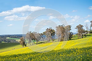 Canola Fields Near Bridgetown in Australia