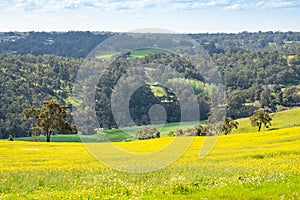 Canola Fields Near Bridgetown in Australia