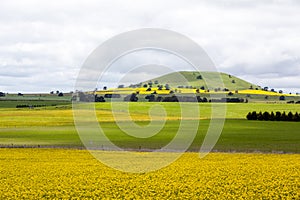 Canola Fields Near Creswick in Victoria Australia