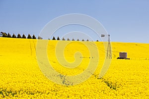 Canola Fields Near Creswick in Victoria Australia