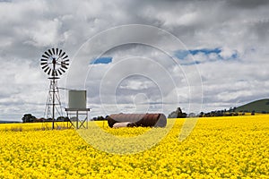 Canola Fields Near Smeaton