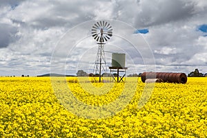 Canola Fields Near Smeaton