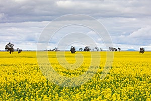 Canola Fields Near Smeaton in Victoria Australia