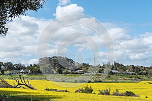 Canola fields on the outskirts of Durbanville