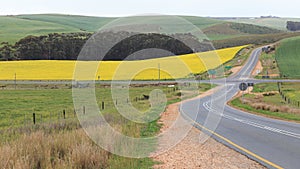 Canola fields in the Overberg