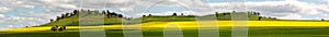 Canola fields panorama