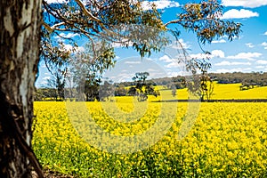 The canola fields of Perth from behind a tree