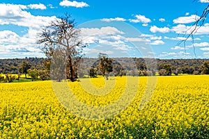 Canola fields of Perth with blue skies