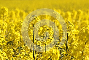 Canola fields or Rapeseed plant