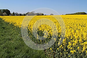 Canola fields or Rapeseed plant