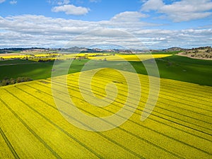 Canola fields and rolling hills countryside scenery