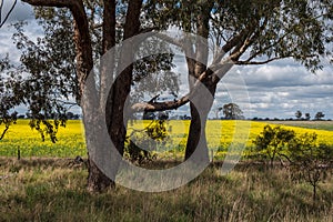 Canola Fields in Victoria