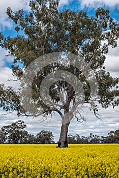 Canola Fields in Victoria