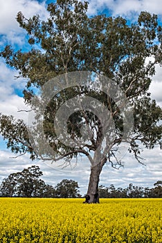 Canola Fields in Victoria