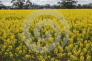 Canola Fields in Victoria