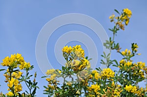 Canola flowe, yellow flowers