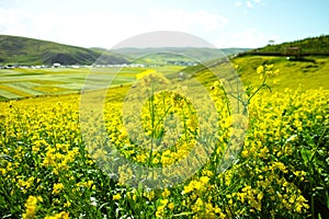 Canola flower and bee