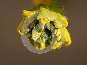 Canola flower bud close up