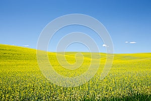 Canola flower fields