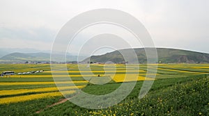 Canola flower fields