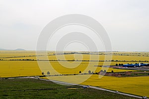 Canola flower fields