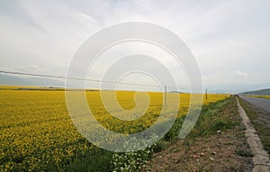 Canola flower fields