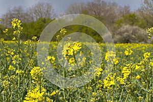 Canola flower foreground for a more sustainable agriculture with trees
