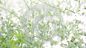 Canola Flower in the garden, Da Lat city, Lam province, Vietnam