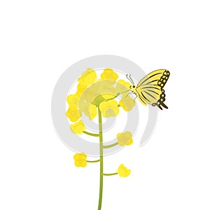 Canola flower illustration