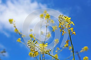 Canola flower, Marian Bear Memorial Park, San Diego