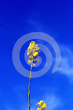 Canola flowers in bloom