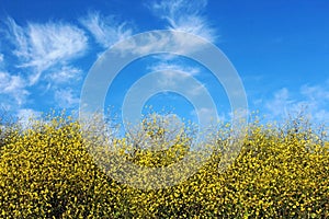 Canola flowers in bloom