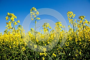 Canola flowers with a blue sky