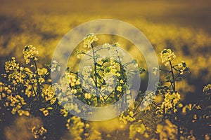 Canola flowers, colza. Rapeseed flowers. Rapeseed field, Blooming canola