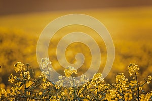 Canola flowers, colza. Rapeseed flowers. Rapeseed field, Blooming canola